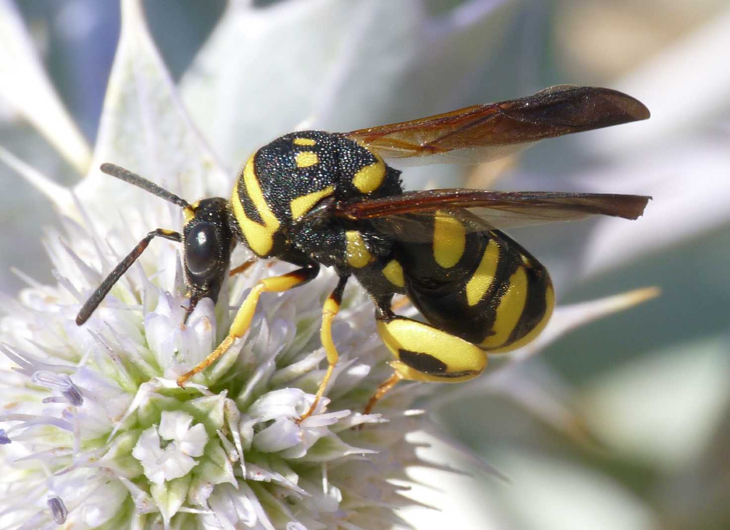 Piccolo Leucospis